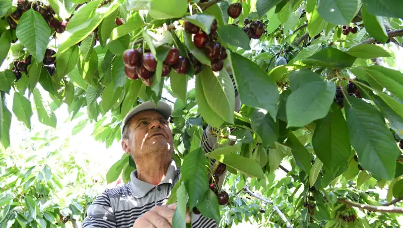 Lapseki'nin Dev Tesisatçıları: Çay Bardağına Sığmıyorlar!