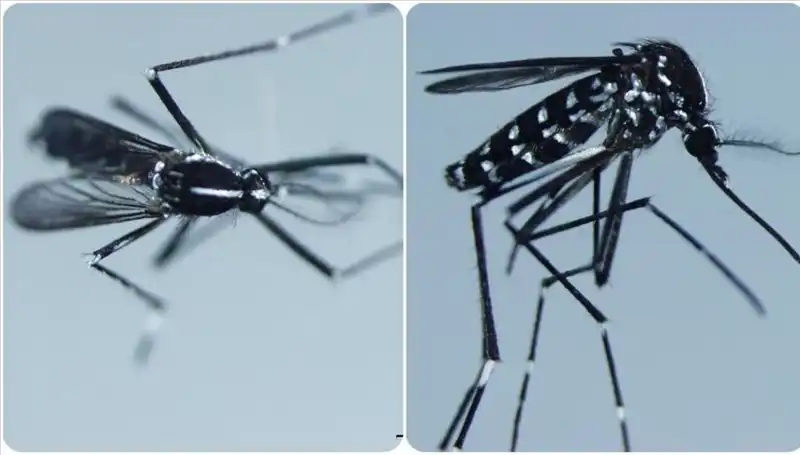 Chikungunya Virüsü Hakkında Bilmeniz Gereken Her Şey: Belirtiler ve Yayılma Alanları