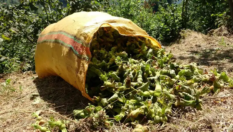 Giresun'da Fındık Hasadı Başladı: Çiftçiler Yeni Sezonda Neler Bekliyor?