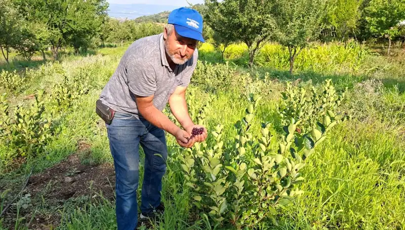 Deneme Amacıyla Ekilen Ağaçlar, 3 Yıl Sonra İlk Meyvelerini Verdi