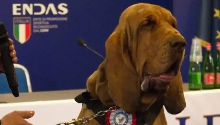 Arama Köpeğine Saldırı: Çivili Sosisle Gerçekleşen Suikastın Arka Planı