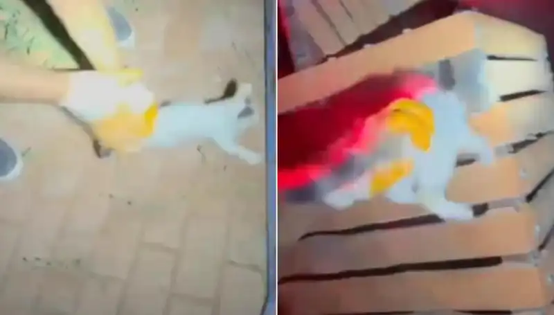 Gece Yarısı İtfaiye Ekipleri Sıradışı Bir Operasyona İmza Attı