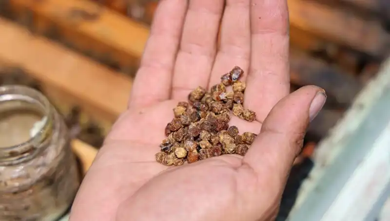 Eskiden Çöpe Giden Besin Artığı, Şimdi 3 Bin TL Kilosundan Satılıyor!