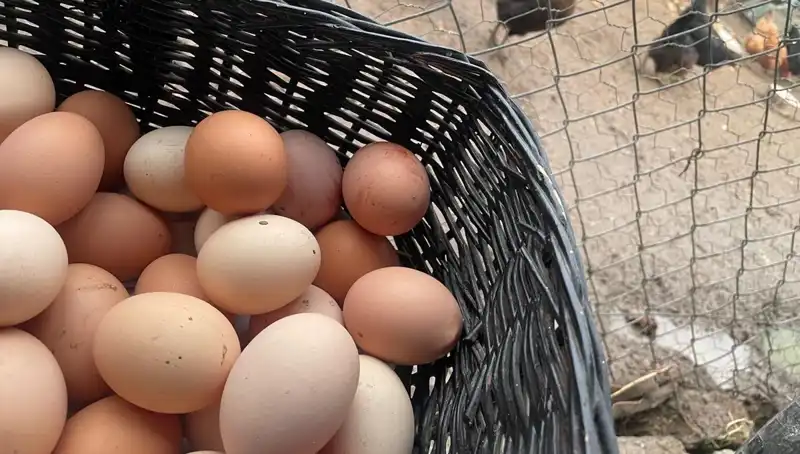 Dünyanın En Ucuz Proteini: Okulların Açılmasıyla Ekonomik Çözümler