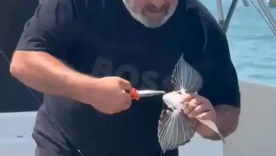 Saros'ta Nadir Görülen Kırlangıç Balığı Oltaya Takıldı!