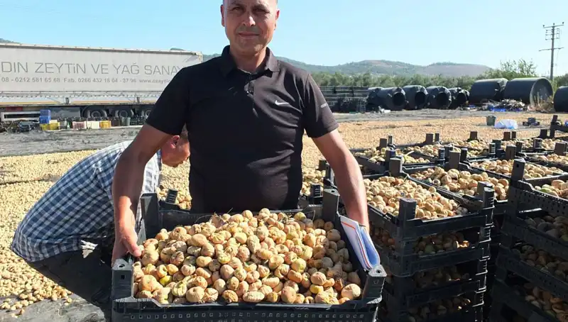 Balıkesir’de Hasat Zamanı: Çin ve Rusya’ya Yeni İhracat Fırsatları